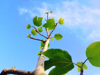 Low angle view of fruits on tree against sky