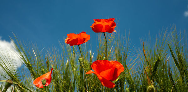 Close-up of red poppy flowers growing on field