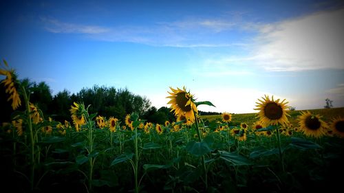 Close-up of sunflower field against sky