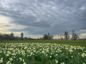 Scenic view of field against sky