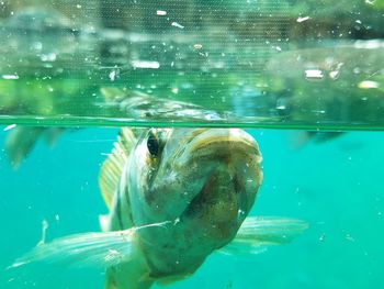 Close-up of fish swimming in aquarium