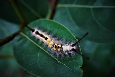 Close-up of moth caterpillar on leaf