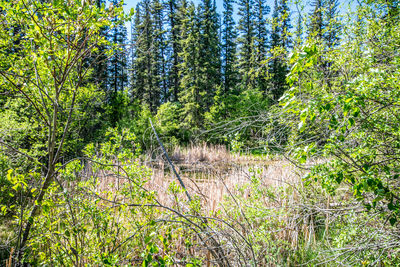 Pine trees in forest