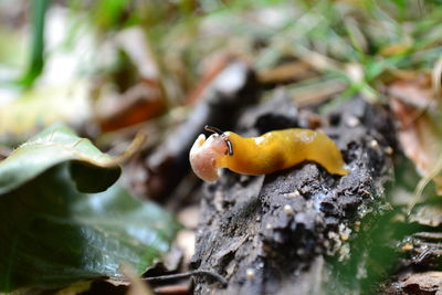 Close-up of slug on wood at forest