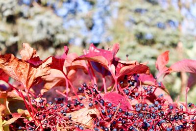 Close-up of red maple leaves on plant