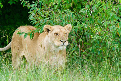 Lioness standing grassy field