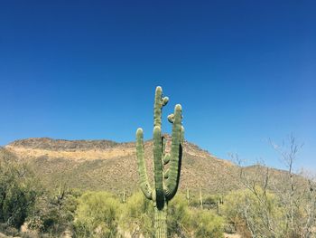 Cactus growing on land against clear blue sky