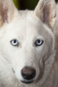 Close-up portrait of dog