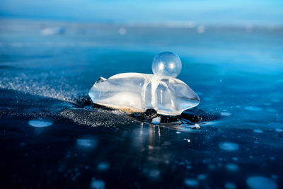 Close-up of jellyfish in water