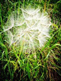 Close-up of dandelion