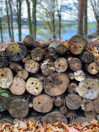 Close-up of a stack of logs in a forest