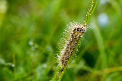 Close-up of insect on plant