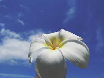 Close-up of white flower against blue sky