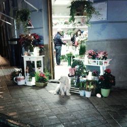 potted plant