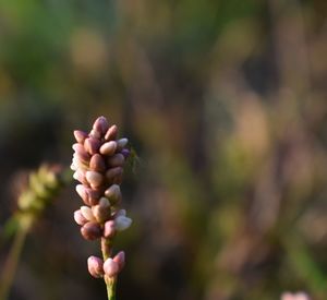 Close-up of plant