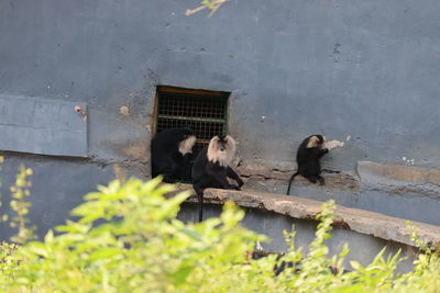 Pigeons on a wall