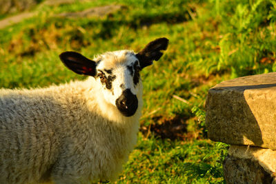 Sheep on field