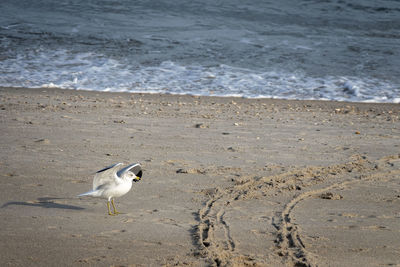 High angle view of seagull on beach with tracks in the sand and wings up high