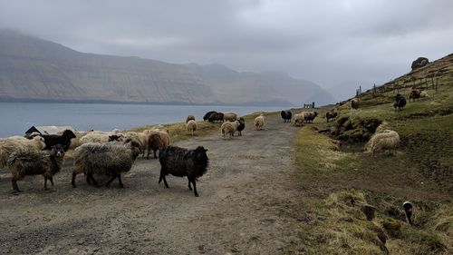 Panoramic view of sheep on landscape against sky