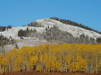 Scenic view of forest against clear blue sky