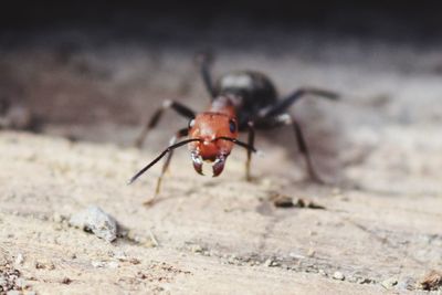 Close-up of insect