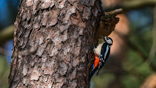 Close-up of woodpecker perching on tree trunk