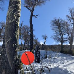 Bare trees on field against sky during winter