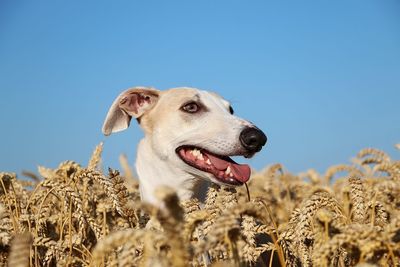 Low angle view of dog looking away on field against sky