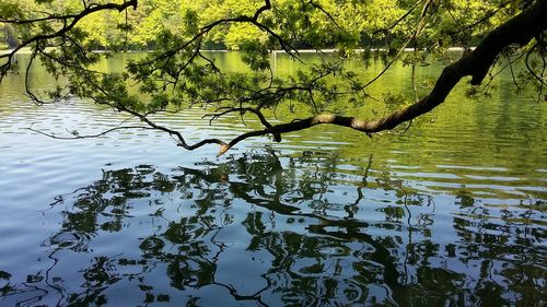 Reflection of tree in lake