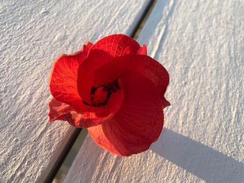 Close-up of red rose flower