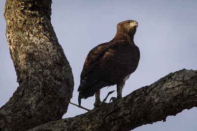 Low angle view of eagle perching on tree