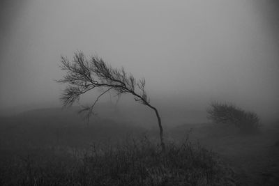 Bare tree on field against sky