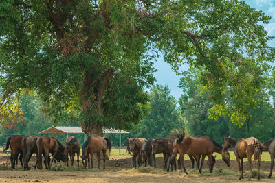 Horses on field