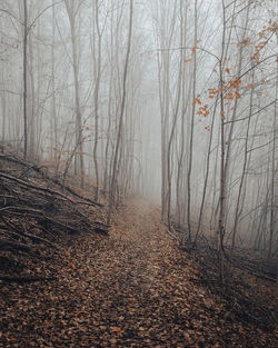 Bare trees in forest during autumn