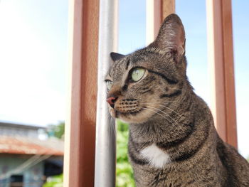 Close-up of a cat looking away