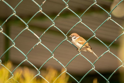 Close-up of bird perching on chainlink fence