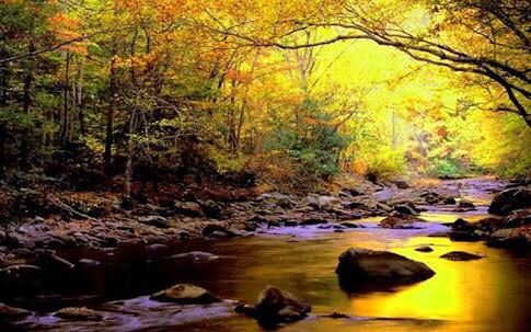 Stream amidst trees in forest during autumn