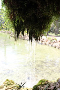 Scenic view of river flowing in forest