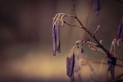 Close-up of purple catkins flowering plant on tree