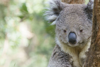 Close-up of a koala 