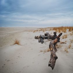 Driftwood on beach against cloudy sky 