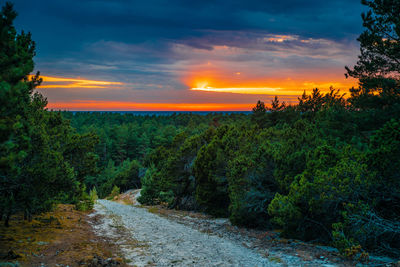 Scenic view of trees against sky during sunset