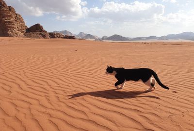 Dog lying on sand