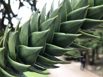 Close-up of plant