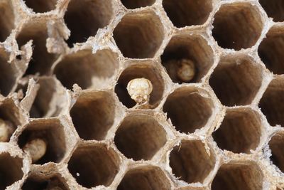 Full frame shot of beehive