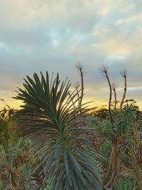 Close-up of plants against sky during sunset