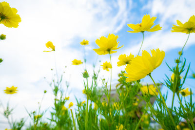 Close-up of yellow flowering plants on field