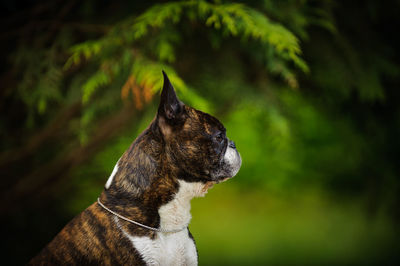 Close-up of boston terrier