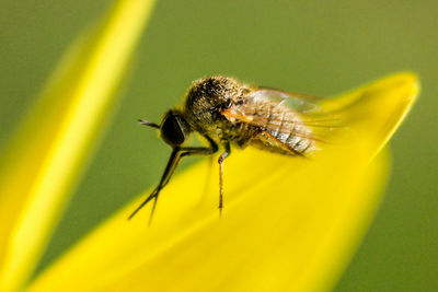 Close-up of insect on flower