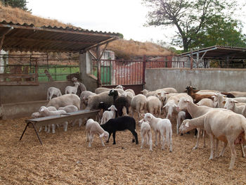 Flock of sheep in a field